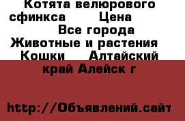 Котята велюрового сфинкса. .. › Цена ­ 15 000 - Все города Животные и растения » Кошки   . Алтайский край,Алейск г.